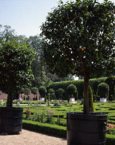 1/ Pad met kuipen citrusboompjes en broderieparterres in de Koninginnetuin.