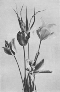 Historische prenten oude tulpensoorten.