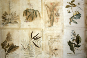 Wand 'behangen'met originele plantentekeningen
