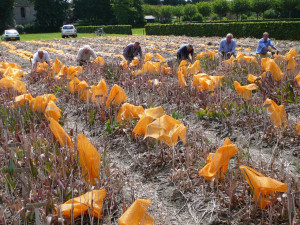 Volunteers dig the precious bulbs by hand.