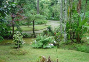 Doorkijkje in de Terra Nostra Gardens (São Miguel) en