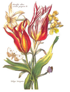 Tulips28
